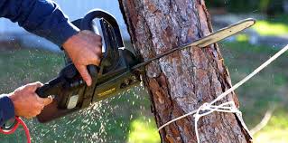 Best Tree Removal  in Waterflow, NM