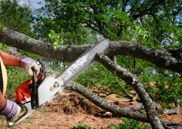 Best Lawn Renovation and Restoration  in Waterflow, NM